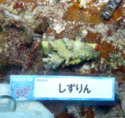 移植サンゴの写真